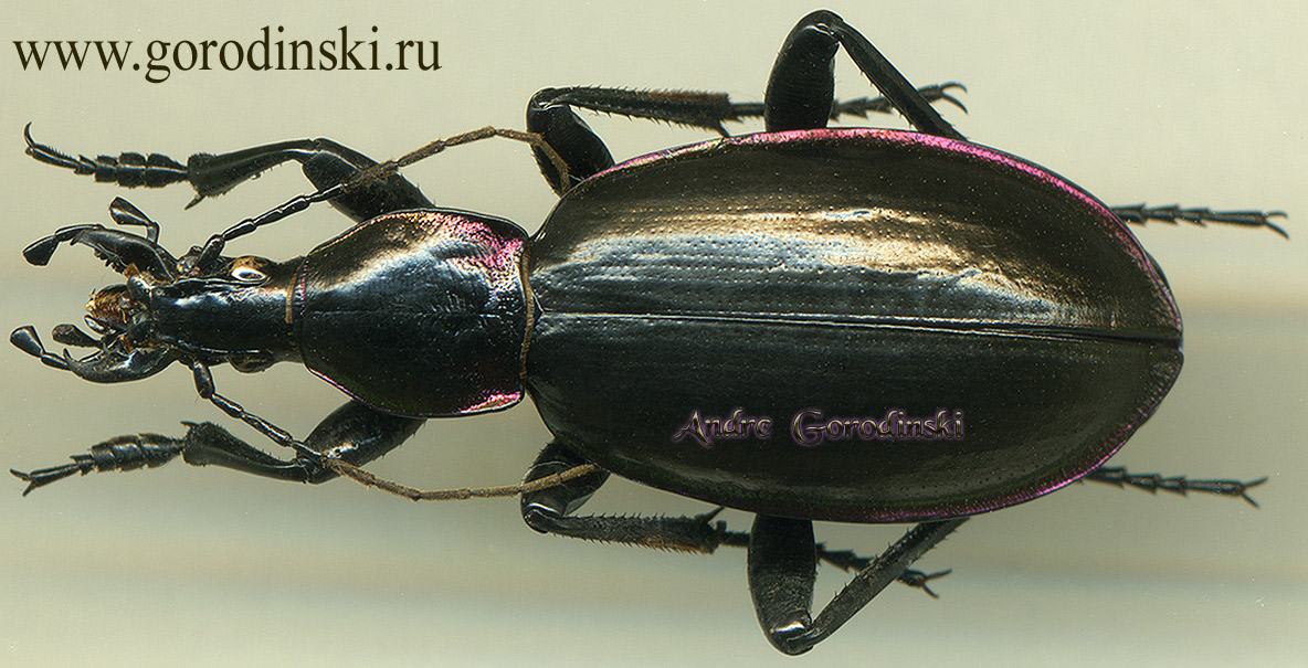http://www.gorodinski.ru/carabus/Macrothorax aumonti maroccanus .jpg